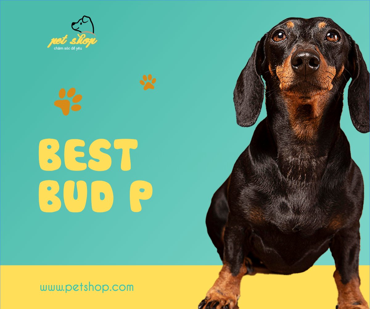 Mẫu Bài post MXH ngang Pet, thú cưng, thú nuôi, động vật, animal — LayerPic