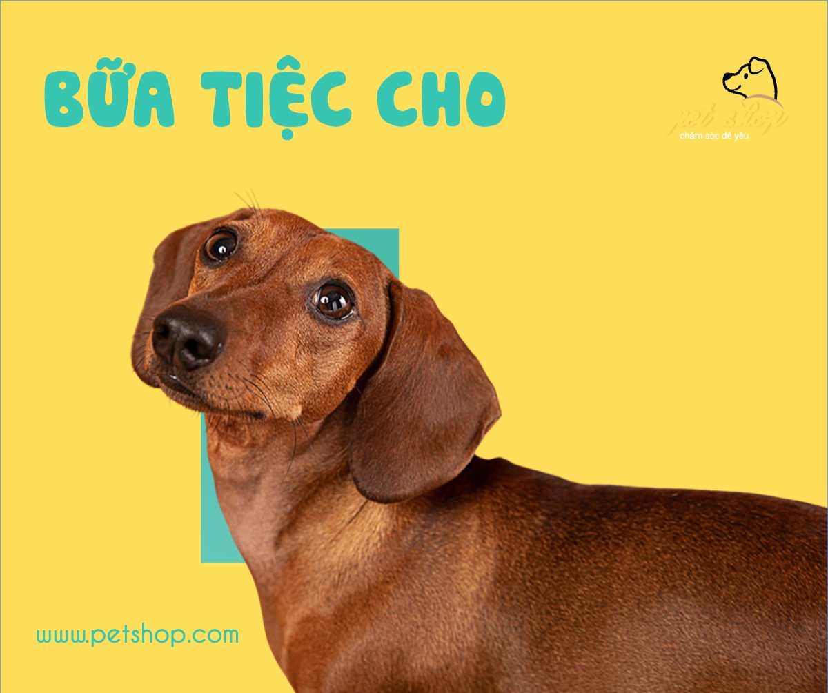 Mẫu Bài post MXH ngang Pet, thú cưng, thú nuôi, động vật, animal — LayerPic