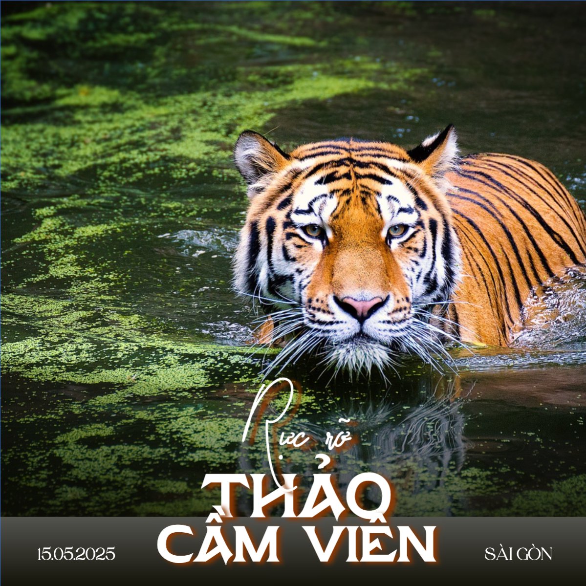 Mẫu Bài post MXH vuông Pet, thú cưng, thú nuôi, động vật, animal — LayerPic