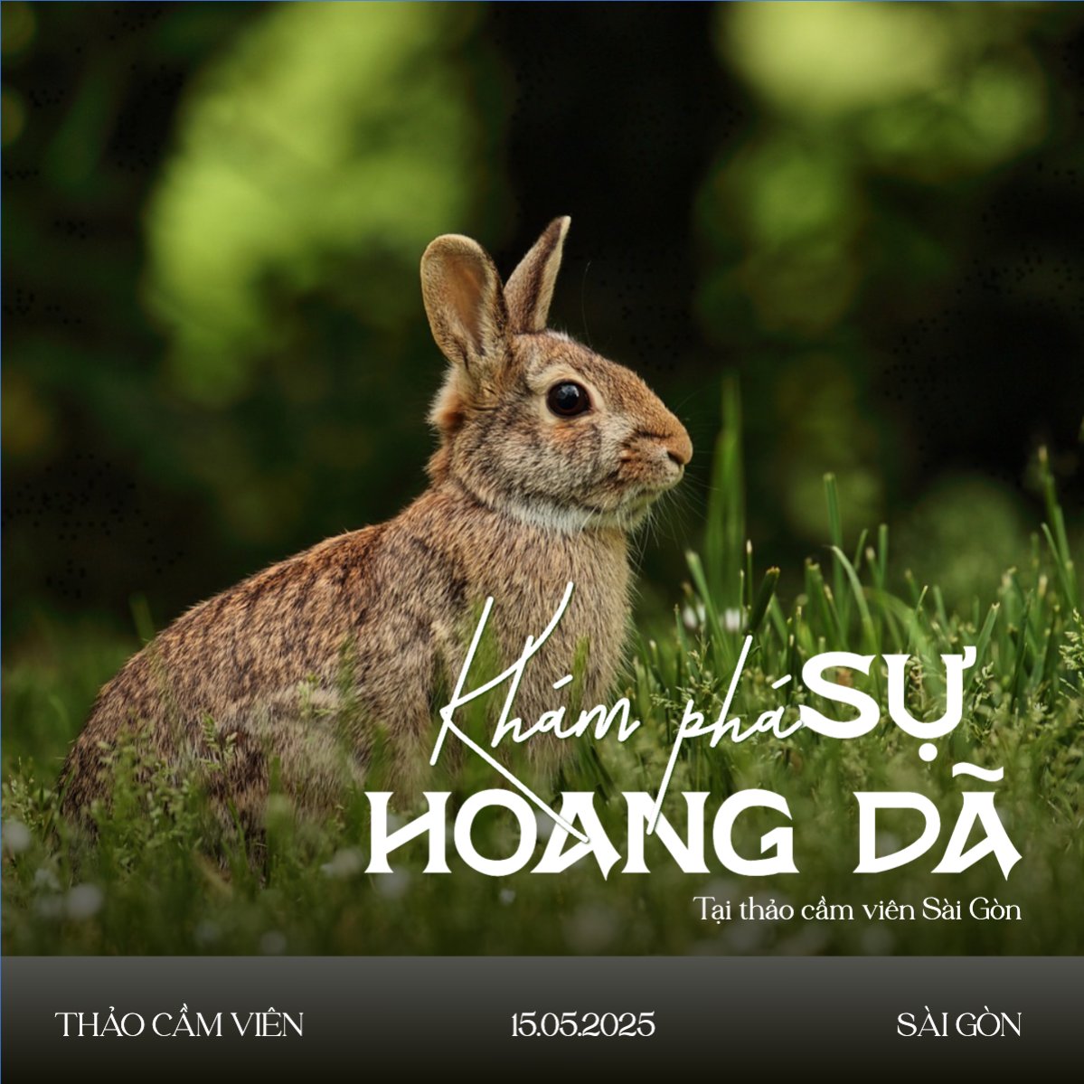 Mẫu Bài post MXH vuông Pet, thú cưng, thú nuôi, động vật, animal — LayerPic