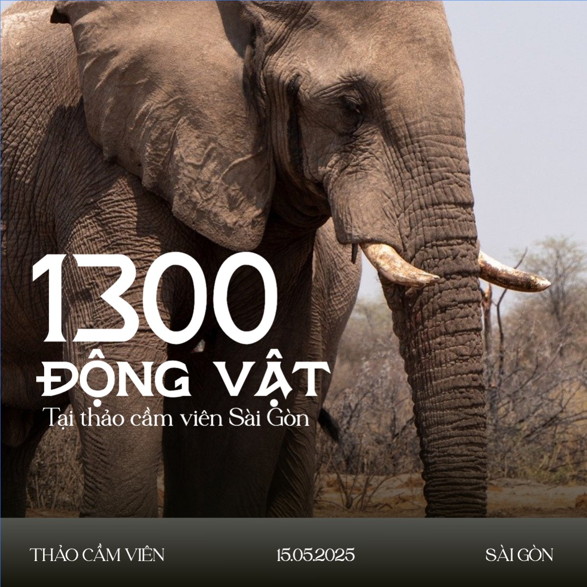 Mẫu Bài post MXH vuông Pet, thú cưng, thú nuôi, động vật, animal — LayerPic