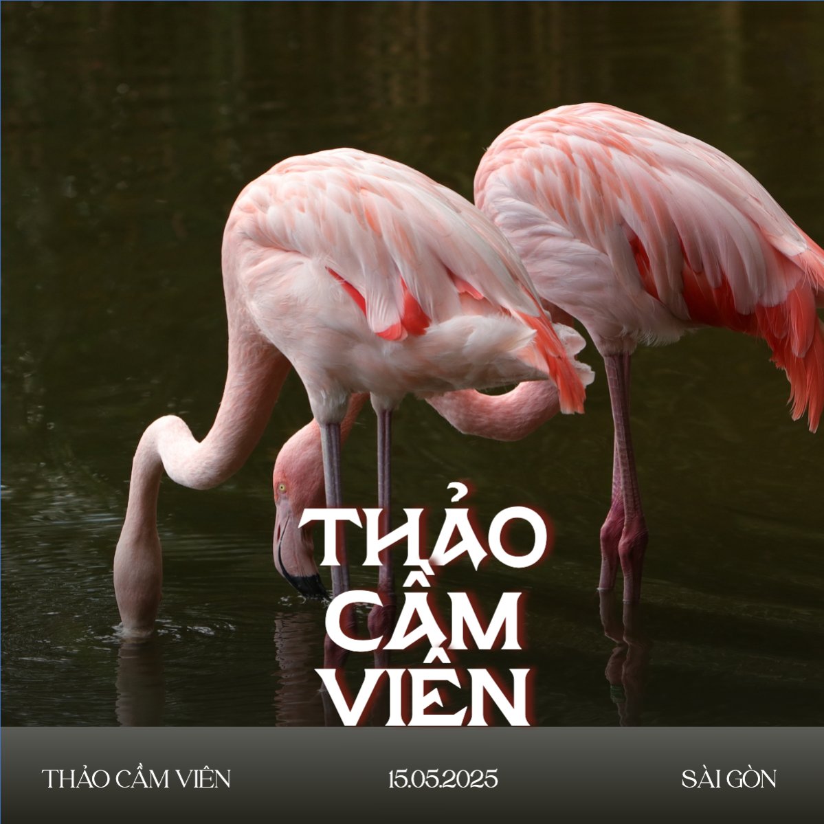 Mẫu Bài post MXH vuông Pet, thú cưng, thú nuôi, động vật, animal — LayerPic