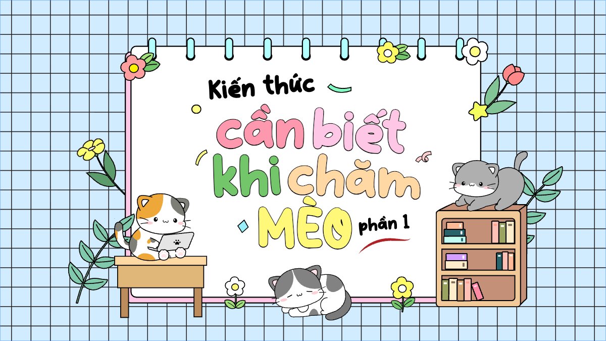 Mèo, cat, pet, thú cưng, thú nuôi, động vật, animal