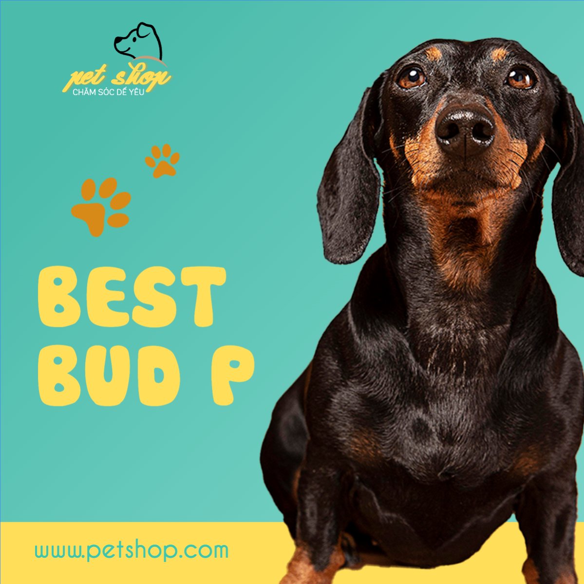 Mẫu Bài post MXH vuông Pet, thú cưng, thú nuôi, động vật, animal — LayerPic