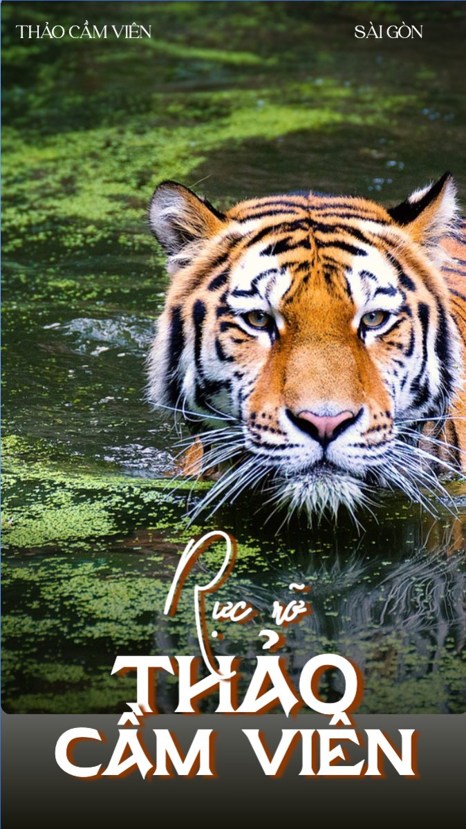 Pet, thú cưng, thú nuôi, động vật, animal