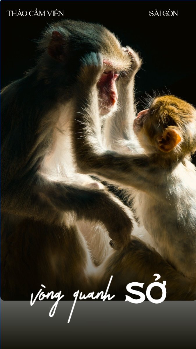 Mẫu Bài post MXH (9:16) Pet, thú cưng, thú nuôi, động vật, animal — LayerPic