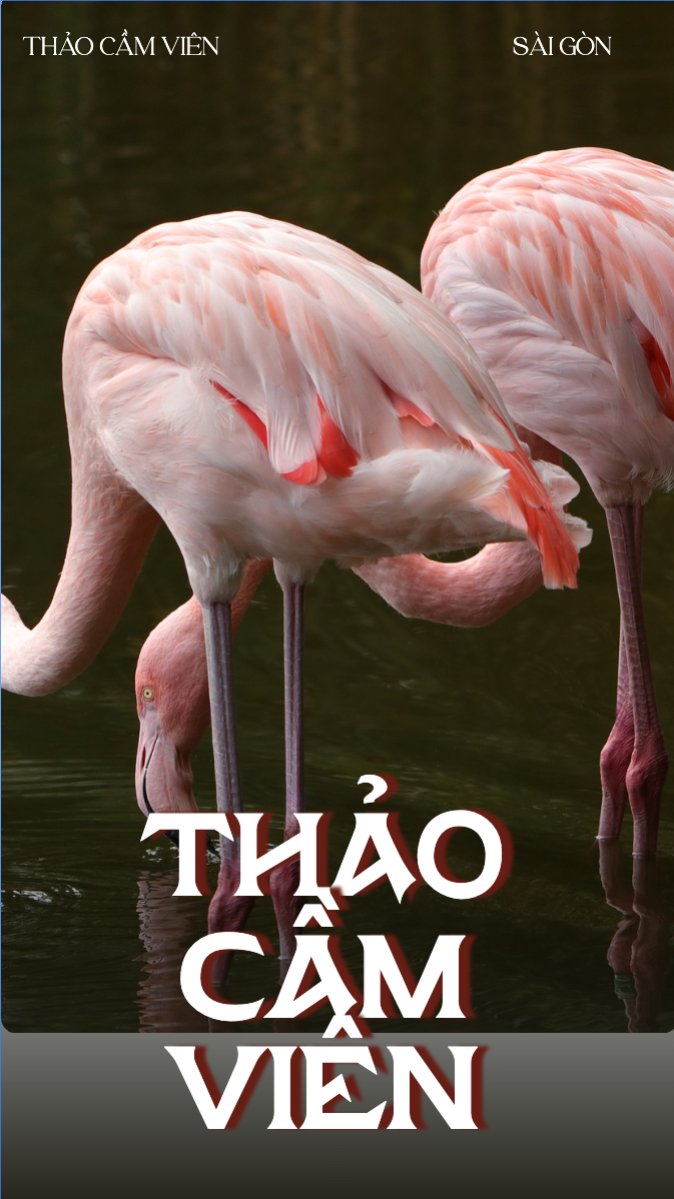 Pet, thú cưng, thú nuôi, động vật, animal