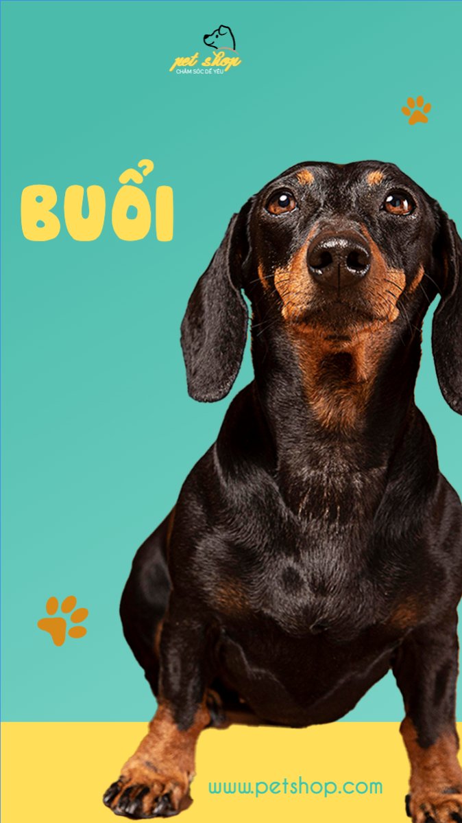 Mẫu Bài post MXH (9:16) Pet, thú cưng, thú nuôi, động vật, animal — LayerPic