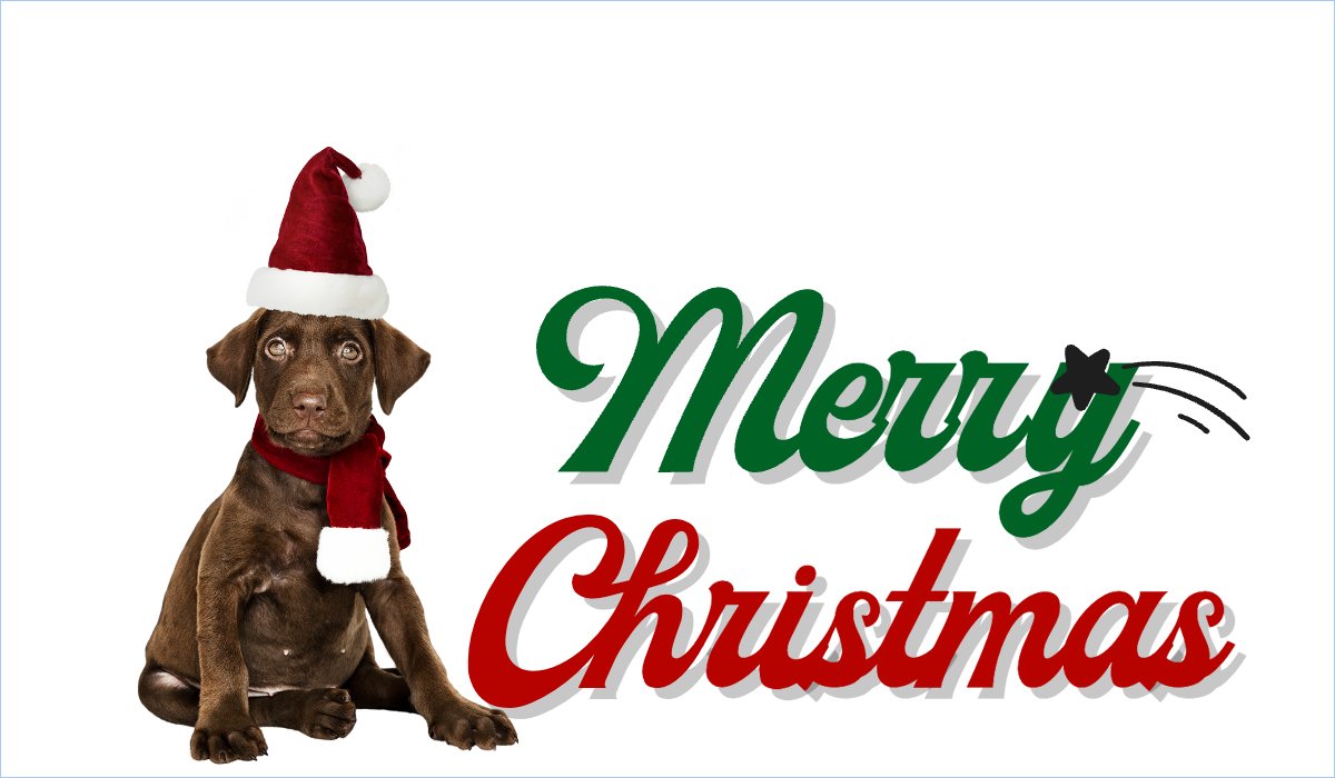 Pet, thú cưng, thú nuôi, động vật, animal, giáng sinh, christmas